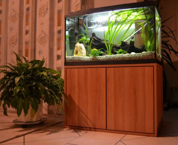 akvarij z nizko ploščo in zeleno rastlino kot dekoracijo