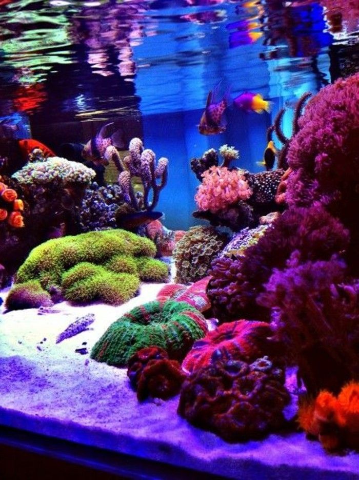 akvarium-cum-havsvatten akvarium-cum-havsfiske-aqarium-med inhägnader