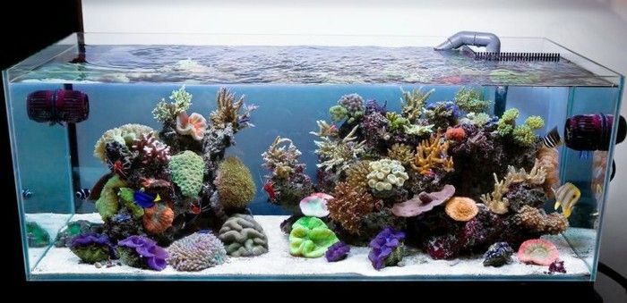 akvarium-exotisk fisk-wise sand akvarium-set med-saltvatten-havsvatten coral--