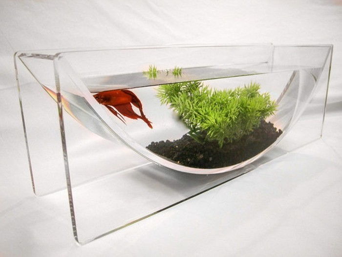 akvarium-med-unregelmasiger-formen-för-grose-fisk-svart-stenar-vattenväxter