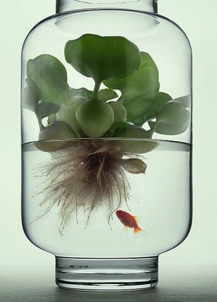 akvarium-med-unregelmasiger-form växt-for-akvarium-guldfisk-glas akvarium design