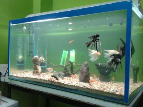 akvarij-miza moderna - z modrim okvirjem