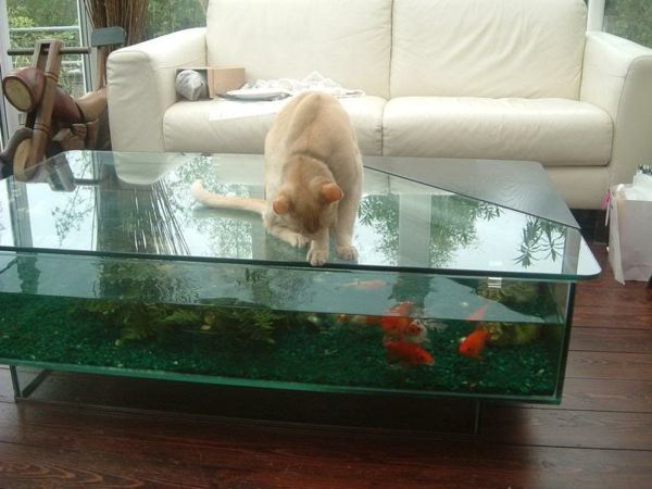 akvárium-table-fish-cat
