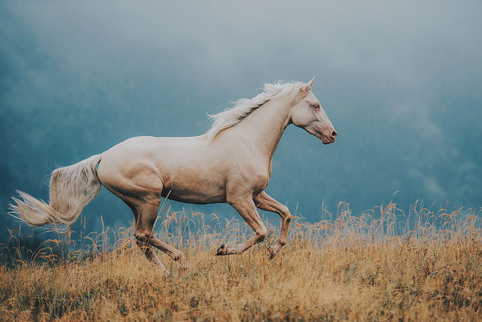på temaet hest og hest bilder - her er en løpende hest med en hvit hale og en hvit tett mane