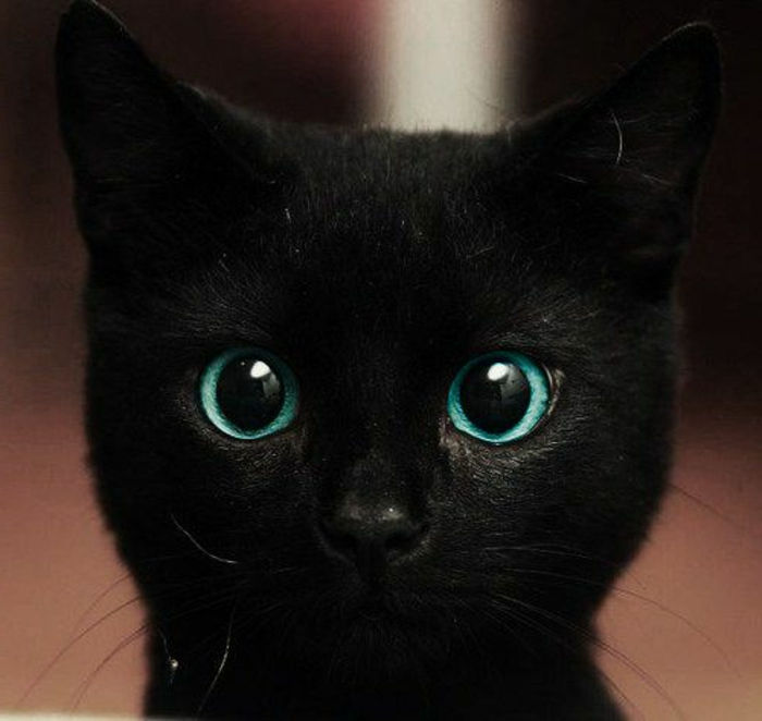 čierna mačka prináša nešťastie alebo šťastie sladké malé zviera s veľkými modrými očami modré oko