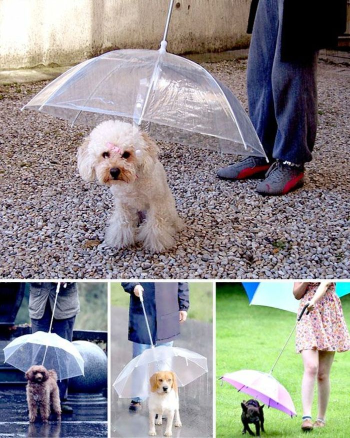fantezi-şemsiye-küçük-güzel-köpek