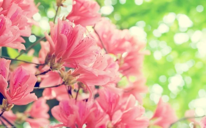 ružová azalka, veľká. krásne kvety, obrázky a informácie o typoch kvetov