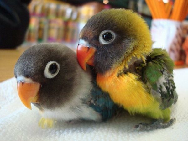 babypapegaaien Parrot Parrot Parrot-kopen-kopen-papegaai wallpaper kleurrijke Parrot