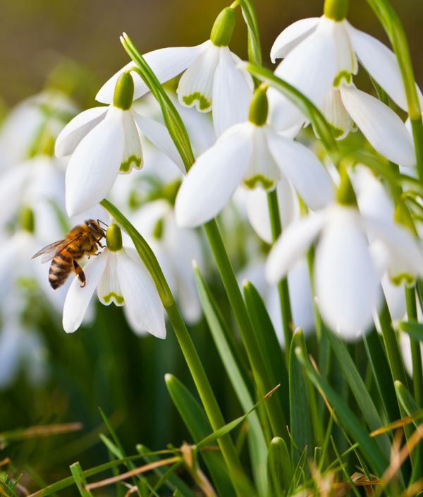 snežienky - včely a biele kvety-galanthus-nivalis-amaryllis-rastliny-sneh-biele-kvety-rastliny
