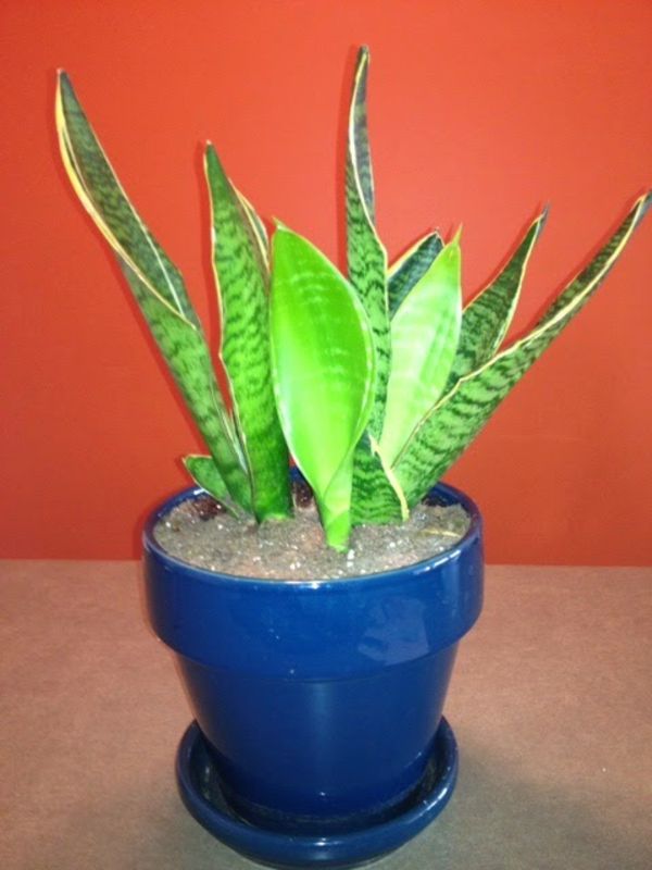 image-of-a-exotické-zelená rastlina modré hrniec