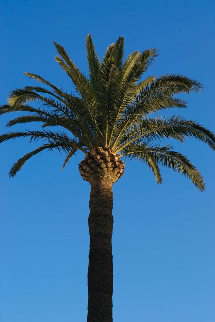 image-of-palmen-background-in-blauw