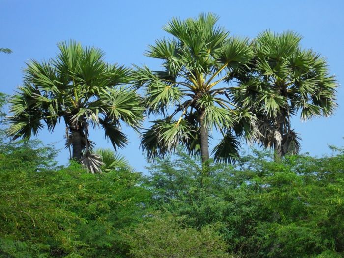 wallpaper aanplant van palm-veel-groen