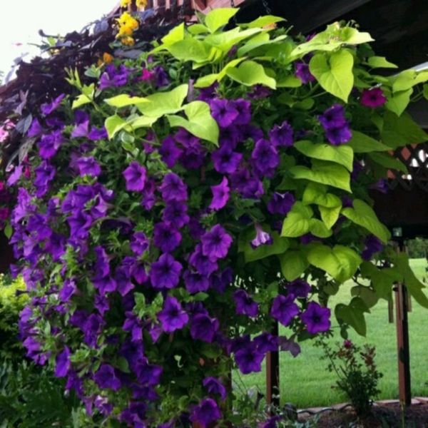 žydėjimo vijoklinis augalas violetine