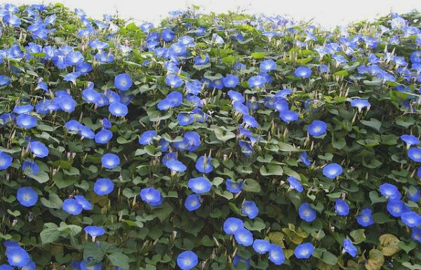 beautiful - blå-blomster-klatring-anlegg
