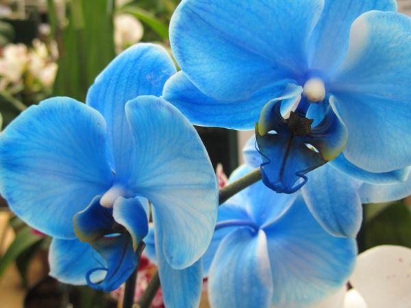 Blue Orchids-lepa-cvetje-na-modro-Floral Deco ideje-Tischdeko-modra