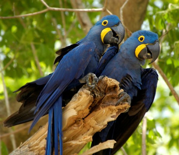 -blauer Parrot Parrot wallpaper papegaai-papegaai