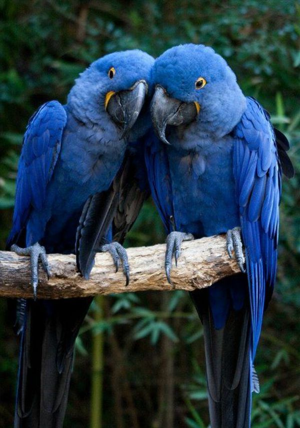 blue-papagáj-papagáj, papagáj tapety papagáje