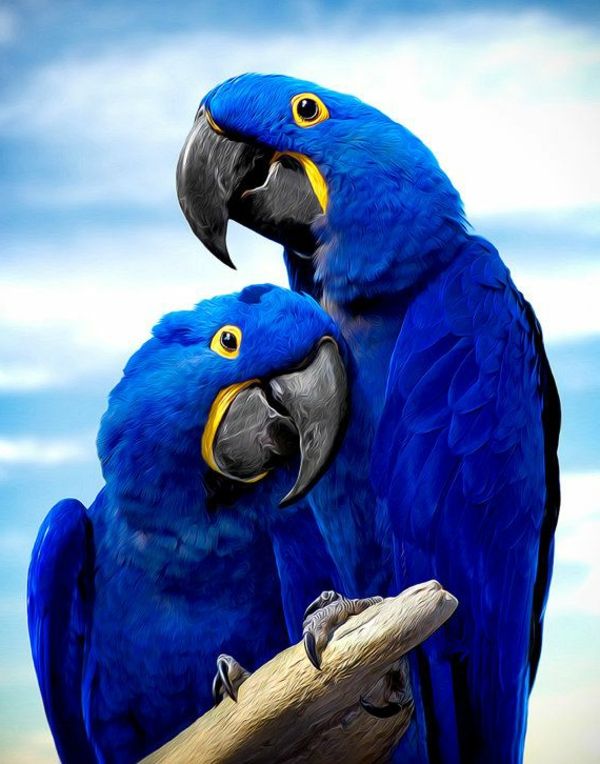 -blauer-papagáj-papagáj, papagáj tapety papagáje