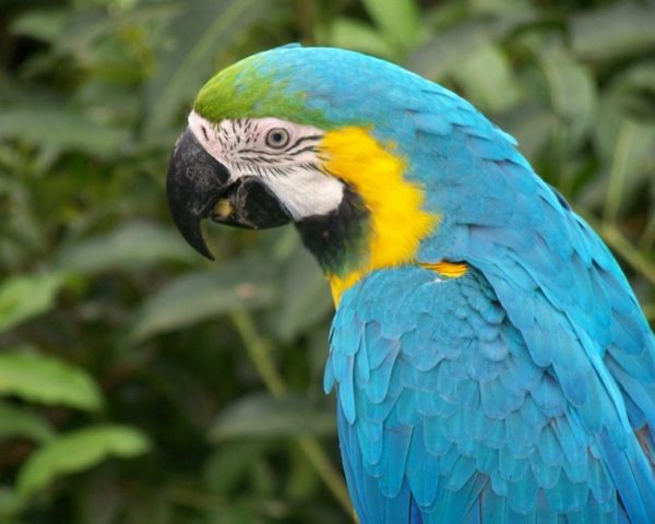 --blauer-papagáj-papagáj, papagáj tapety papagáje