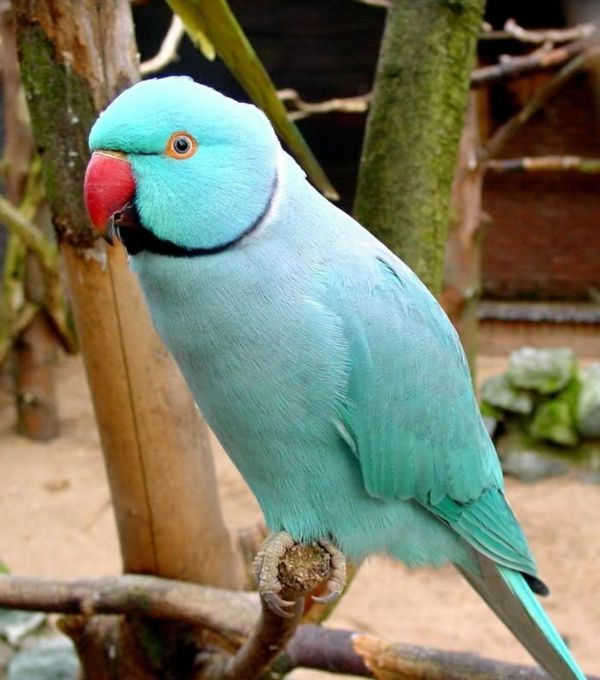 Blue Parrot Parrot Parrot tapety papuga