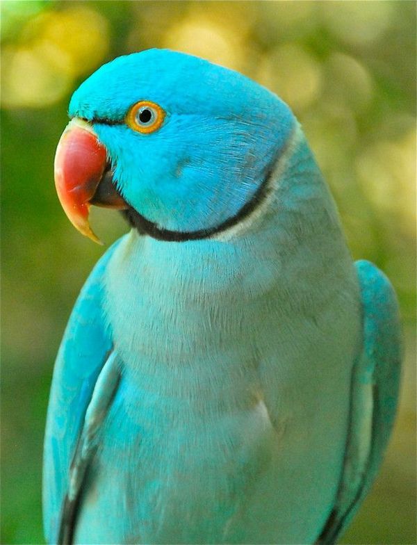 -blauer-papuga - papuga papuga tapety