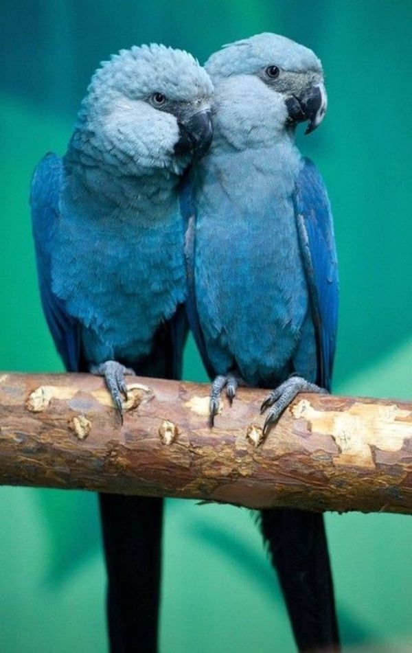 --blauer Parrot Parrot tapety tapety papuga papuga