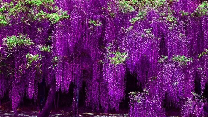 Gėlių rūšys nuo A iki Z, wisteria, egzotiškos išvaizdos, violetinės gėlės, gėlių jūra, gražus