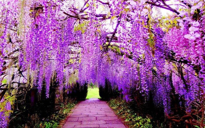 Gėlių rūšys nuo A iki Z, gražios nuotraukos ir informacija, wisteria, violetinės gėlės