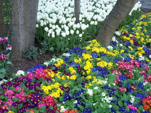 blommor - tulpan-plantering-the-tulpantulpan