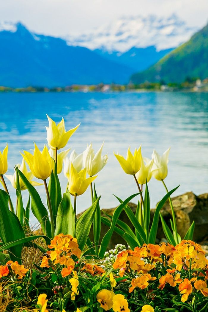 gražus kraštovaizdis, geltonos spalvos tulpės ir oranžinės vijoklės, ežeras ir kalnai fone