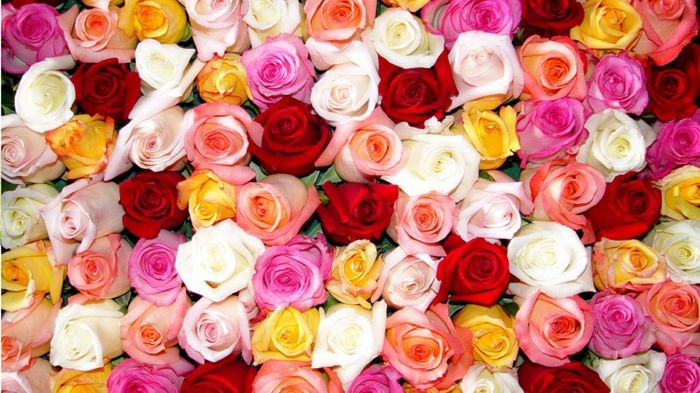 veľká tapeta s ružami, veľa odtieňov, kráľovná medzi kvety, kytica ruží