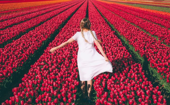 Tulpių laukai Olandijoje, mergaičių su balta suknele ir dviem kaklaraiščiais, daugybė raudonųjų tulpių