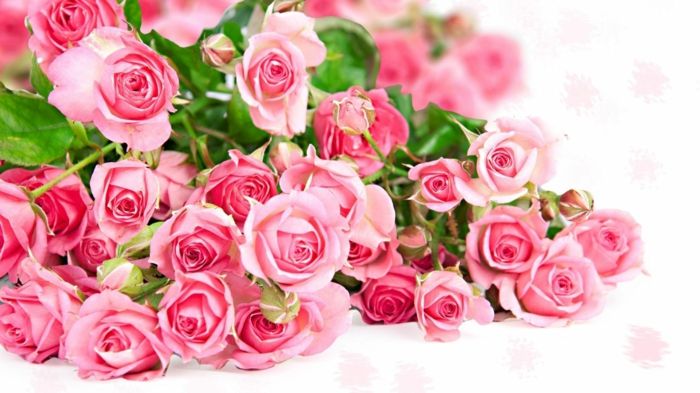 ružové ruže, krásne kytice ruží, obrázky na pozadí s kvetinami