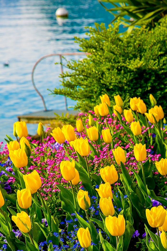 gražus kraštovaizdis, geltonos tulpės, ežeras fone, nuotraukos ir informacija apie gėlių