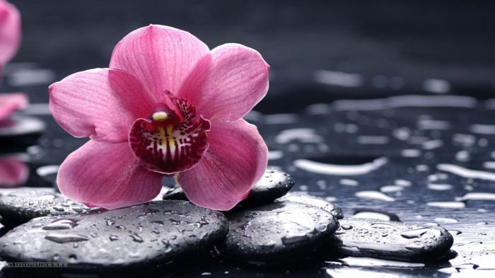 rožinė orchidėja, subtilus gėlė, smulkūs akmenys, gėlių fono paveikslėliai, informacija apie gėlių rūšis