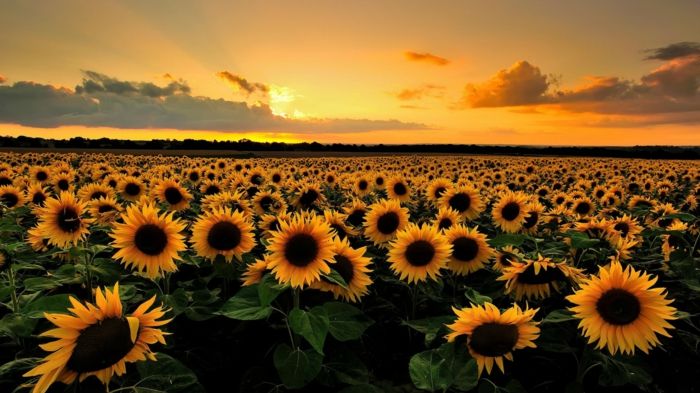 krásna krajina, početné slnečnice, západ slnka, zoznam druhov kvetov