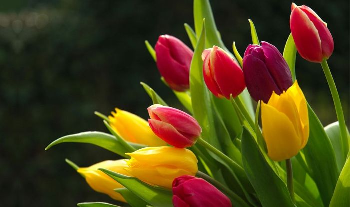 puiki tapetai, skirti tulpių mylėtojams, tulpės skirtingais atspalviais, geltonos, rožinės, bordo