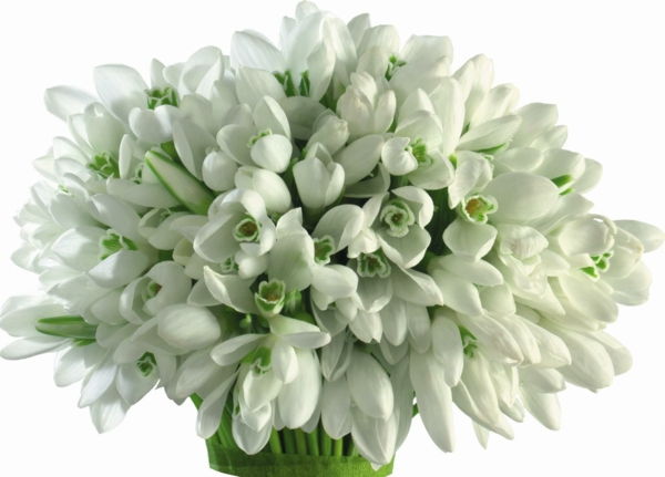 Blum pštros-in-bielo-Galanthus nivalis-Amaryllis-snow-white-flower-výsadba