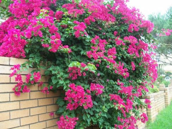 ružová bougainvilleas-Rose-záhrada nápady