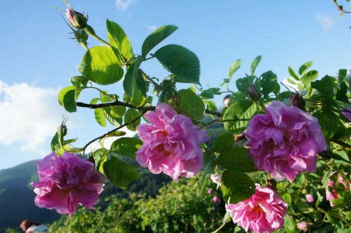 Bulgarsk-rose-blå-sky