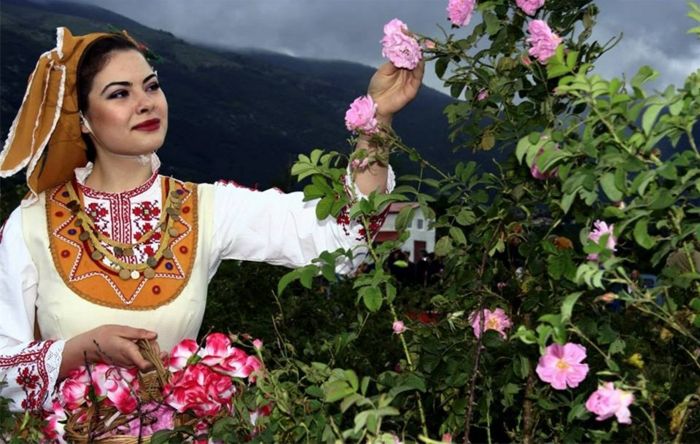 Bulharská ruža-a-krásny-lady