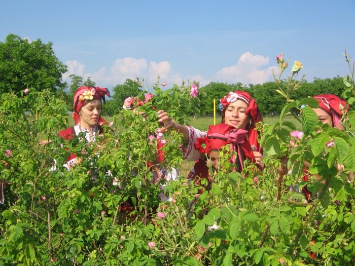 Bulgarsk-Rose-kvinner-arbeid