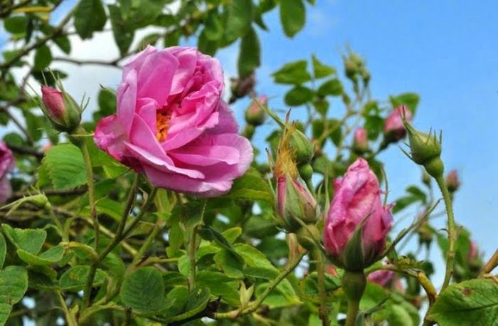 Bolgarski-rose-zeleno-listi-in-roza cvetje