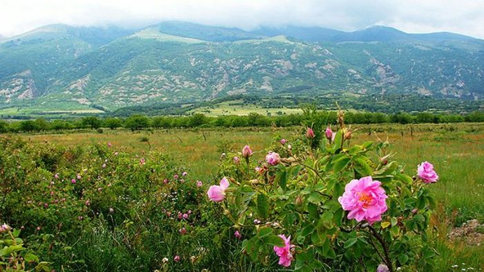Bulharská ruža-zeleno-hlásená