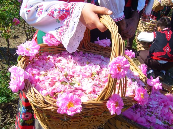 Bulharská ruža-pra-košík