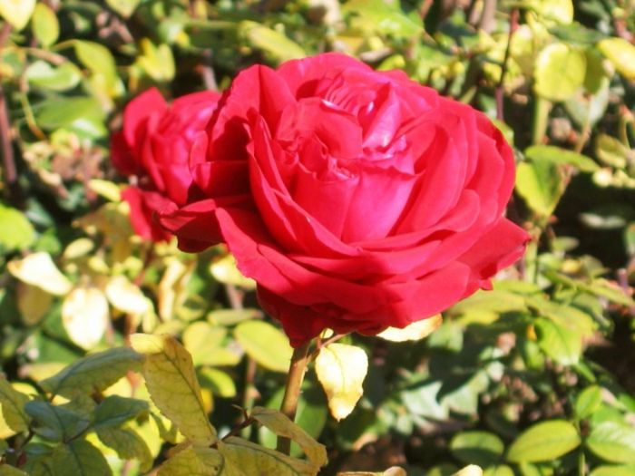 Bulharská ruža zaujímavej farby