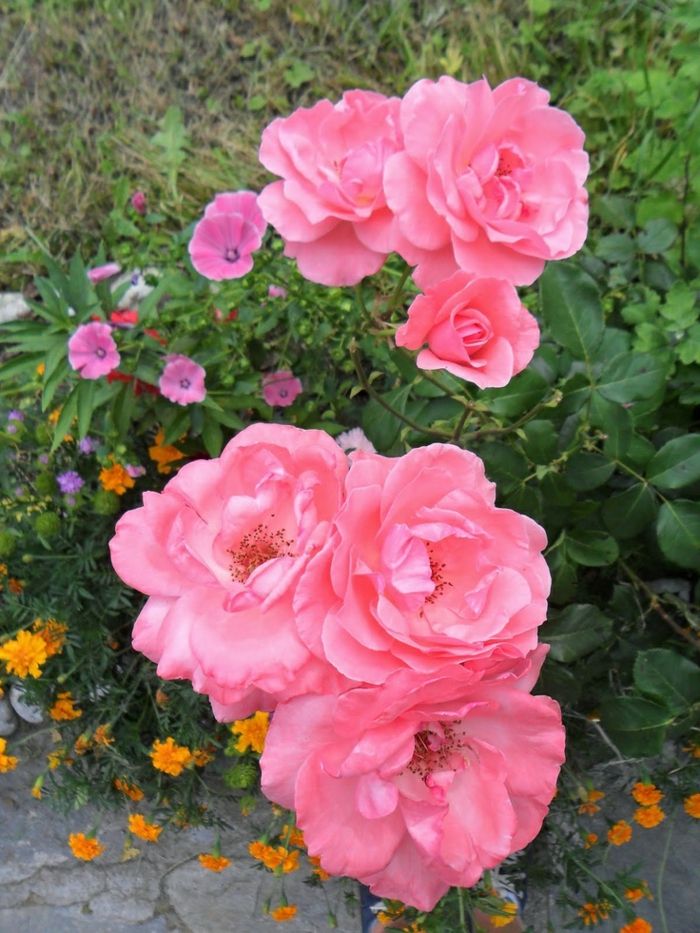 Bulharská ruža s veľmi zaujímavým-cool-color