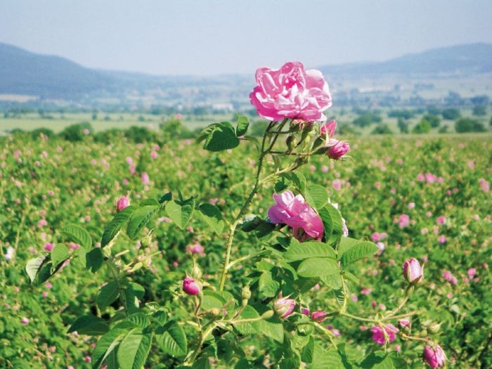 Bulharská ruža s veľmi zaujímavým-image