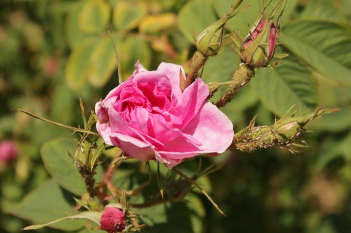 Bulharská ruža s veľmi pekný-platidlo kvet