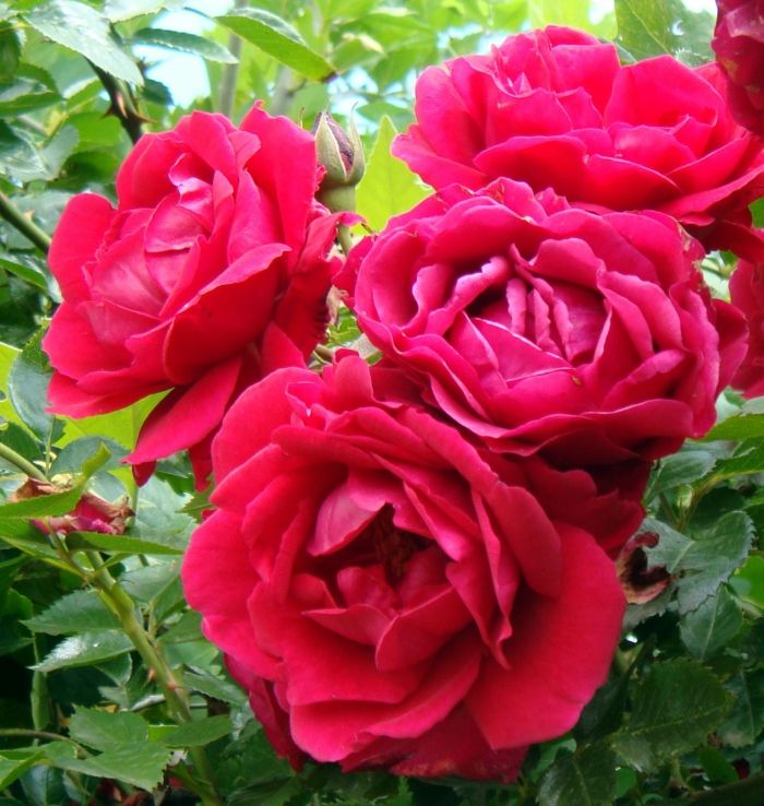 Bulharská ruža-super-zaujímavej farby